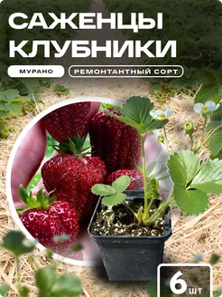 Саженцы клубники рассада Мурано Green 24/7 251032418 купить за 318 ₽ в интернет-магазине Wildberries