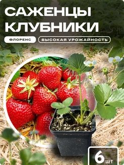 Саженцы клубники рассада Флоренс Green 24/7 251033346 купить за 318 ₽ в интернет-магазине Wildberries