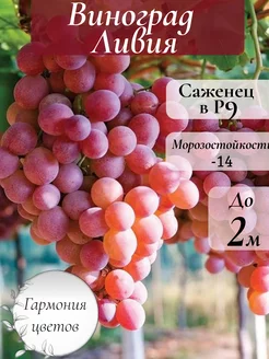 Виноград Ливия Саженец Р9 Гармония цветов 251038775 купить за 619 ₽ в интернет-магазине Wildberries