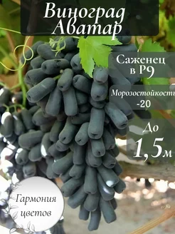 Виноград Аватар Саженец Р9 Гармония цветов 251038776 купить за 653 ₽ в интернет-магазине Wildberries