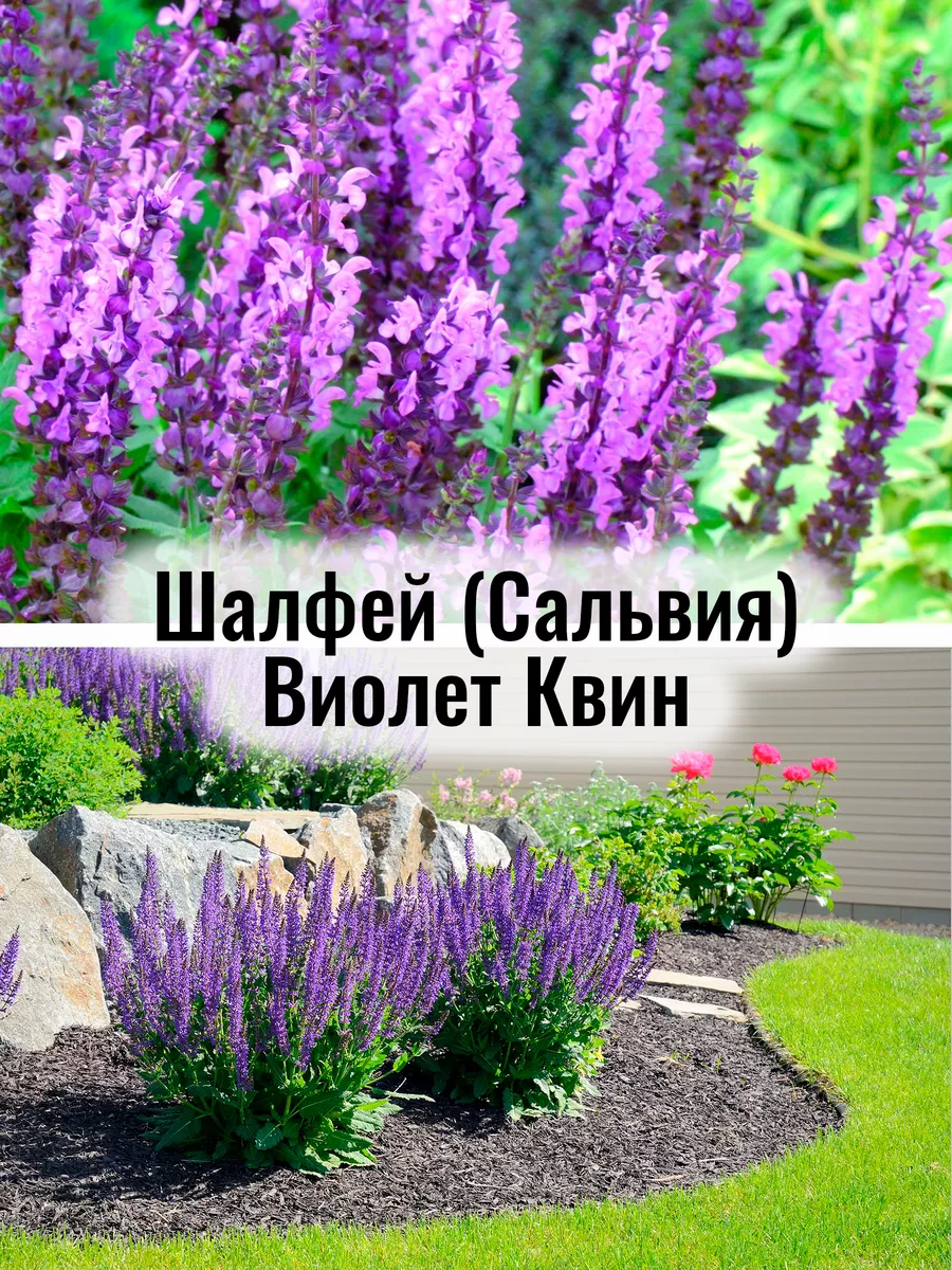 Шалфей (Сальвия) Виолет...
