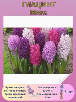 Гиацинт Микс, луковицы многолетних цветов Drem Garden 251175524 купить за 403 ₽ в интернет-магазине Wildberries