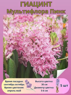 Гиацинт Мультифлора Пинк, луковицы многолетних цветов Drem Garden 251175527 купить за 403 ₽ в интернет-магазине Wildberries