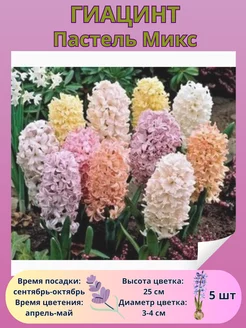 Гиацинт Пастель Микс, луковицы многолетних цветов Drem Garden 251175528 купить за 403 ₽ в интернет-магазине Wildberries