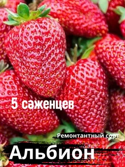 Саженцы клубники Альбион 251196069 купить за 420 ₽ в интернет-магазине Wildberries