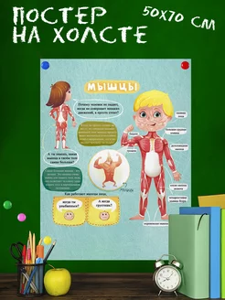 Обучающий постер-плакат Анатомия для детей мышцы 50х70