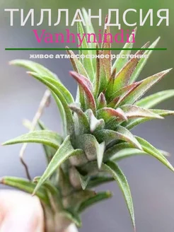 Тилландсия Vanhyningii (Tillandsia Ionantha Vanhyningii) Aqua_Plants 251516492 купить за 535 ₽ в интернет-магазине Wildberries