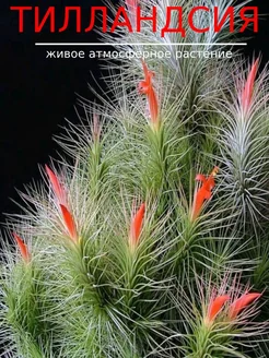 Тилландсия фанкиана Tillandsia Funckiana Aqua_Plants 251516493 купить за 1 065 ₽ в интернет-магазине Wildberries