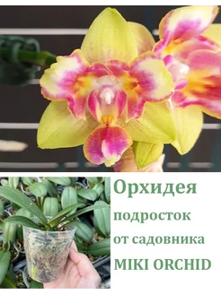 Орхидея живая (подросток-не цветет) Phal. I-Hsin Venus Orchids Queen 251534389 купить за 1 653 ₽ в интернет-магазине Wildberries