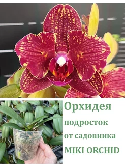 Орхидея живая (подросток-не цветет) Phal. I-Hsin Claire Orchids Queen 251534482 купить за 1 679 ₽ в интернет-магазине Wildberries