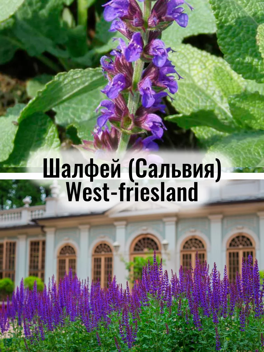 Шалфей (Сальвия) West-friesland -...