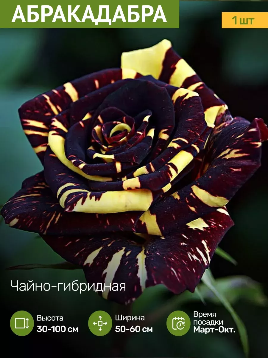 Саженцы Роз