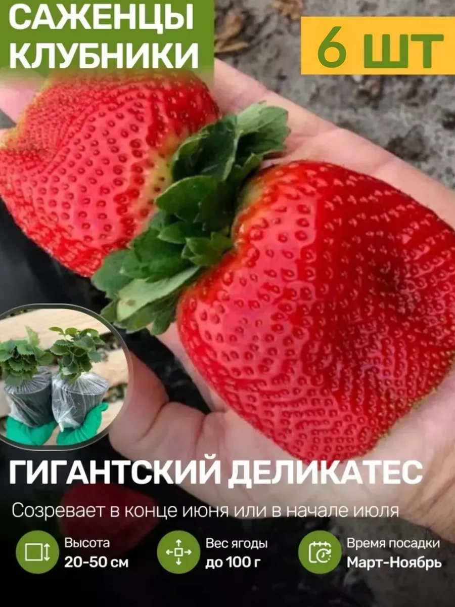 Саженцы Клубники Рассада