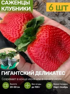 Саженцы Клубники Рассада Посадика 251609010 купить за 457 ₽ в интернет-магазине Wildberries