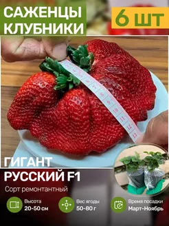 Саженцы Клубники Рассада