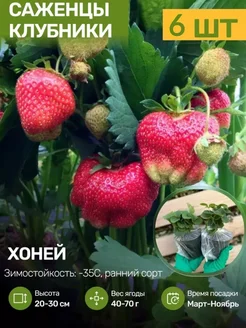 Саженцы Клубники Рассада Посадика 251609012 купить за 467 ₽ в интернет-магазине Wildberries