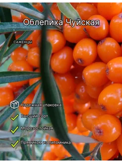 Облепиха Чуйская саженцы ЛПХ РОСТ 251643842 купить за 639 ₽ в интернет-магазине Wildberries