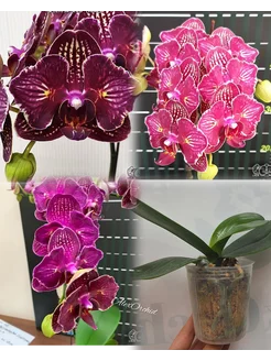 Phal Cherry Bomb (2.5, не цветёт) AlexOrchid 251645588 купить за 1 301 ₽ в интернет-магазине Wildberries