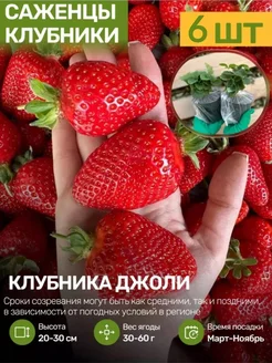 Саженцы Клубники Рассада Посадика 251659726 купить за 460 ₽ в интернет-магазине Wildberries