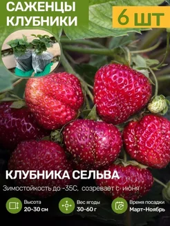 Саженцы Клубники Рассада Посадика 251659728 купить за 457 ₽ в интернет-магазине Wildberries