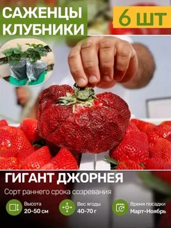Саженцы Клубники Рассада Посадика 251659729 купить за 460 ₽ в интернет-магазине Wildberries