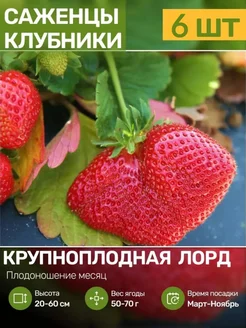 Саженцы Клубники Рассада Посадика 251659731 купить за 457 ₽ в интернет-магазине Wildberries