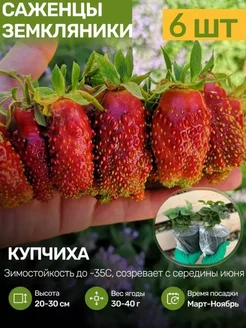 Саженцы Клубники Рассада Посадика 251659733 купить за 453 ₽ в интернет-магазине Wildberries