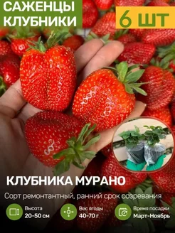 Саженцы Клубники Рассада Посадика 251659734 купить за 459 ₽ в интернет-магазине Wildberries
