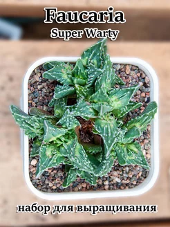 Faucaria super warty (набор для выращивания) Стильные горшочки 251697919 купить за 336 ₽ в интернет-магазине Wildberries