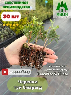 Саженецы черенки Туя западная Смарагд 30 штук