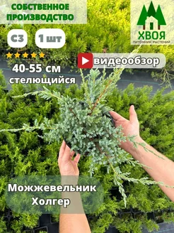 саженец можжевельник Холгер стелющийся С3 1 шт