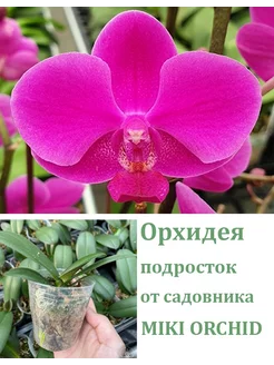 Орхидея живая (подросток-не цветет) Phal. Queen Beer Orchids Queen 251819392 купить за 1 024 ₽ в интернет-магазине Wildberries