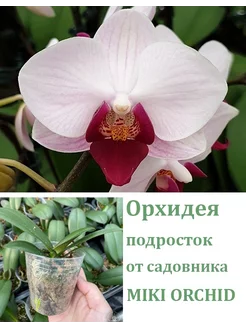 Орхидея живая (подросток-не цветет) Phal. Little Gem Stripes Orchids Queen 251819402 купить за 1 024 ₽ в интернет-магазине Wildberries