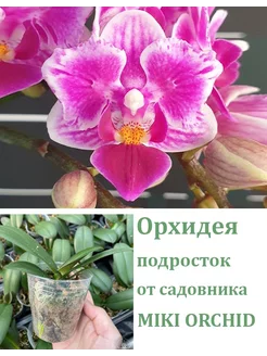 Орхидея живая (не цветет) Phal. Lioulin Grape (peloric) Orchids Queen 251820422 купить за 1 090 ₽ в интернет-магазине Wildberries