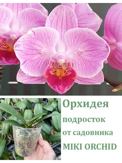 Орхидея живая (не цветет) Phal. Miki Pink Rabbit (peloric) Orchids Queen 251820424 купить за 1 417 ₽ в интернет-магазине Wildberries