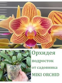 Орхидея живая (не цветет) Phal. Chingruey