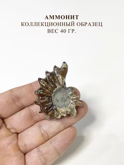 Коллекционный образец Аммонит натуральный камень Only Stones 251941978 купить за 991 ₽ в интернет-магазине Wildberries