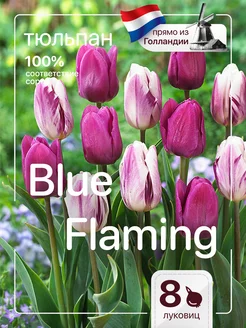 Тюльпаны луковицы для посадки крупный крупные Blue Flaming