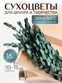 Сухоцветы для декора и творчества эвкалипт SUNFLOWERS 252151228 купить за 409 ₽ в интернет-магазине Wildberries