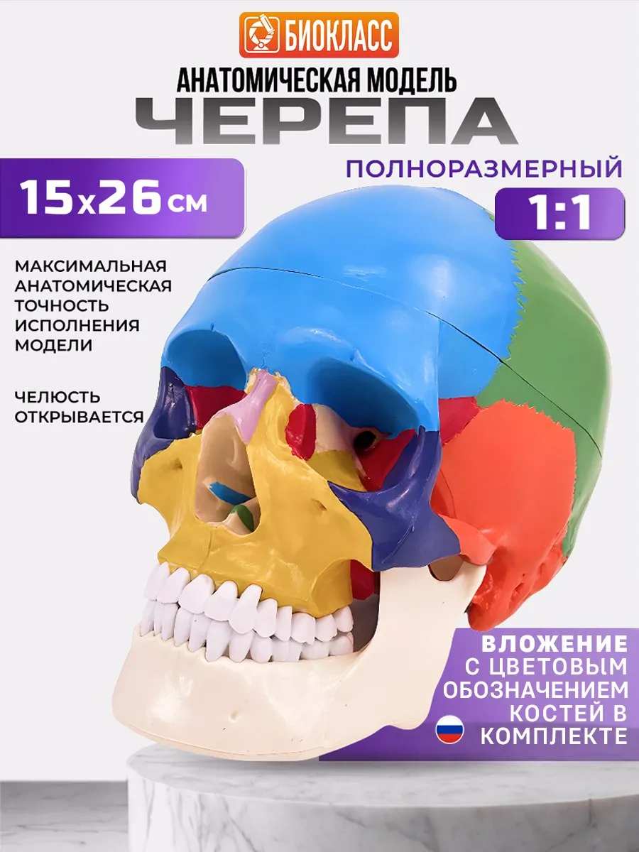 Череп учебный разборный