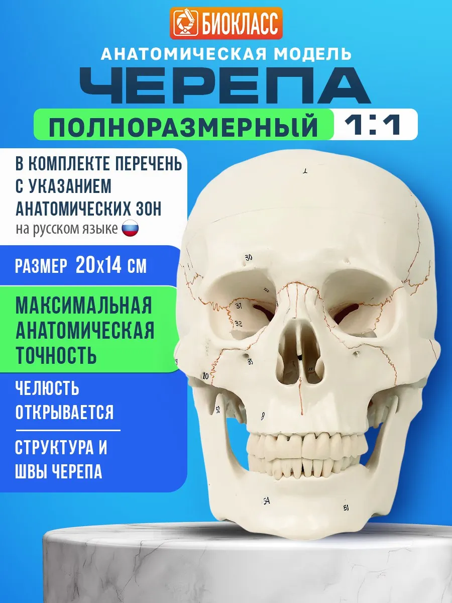 Череп разборный учебный 1:1