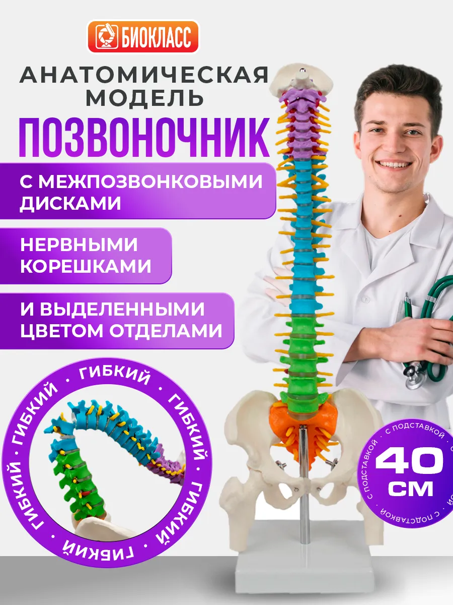 Модель позвоночника человека гибкая
