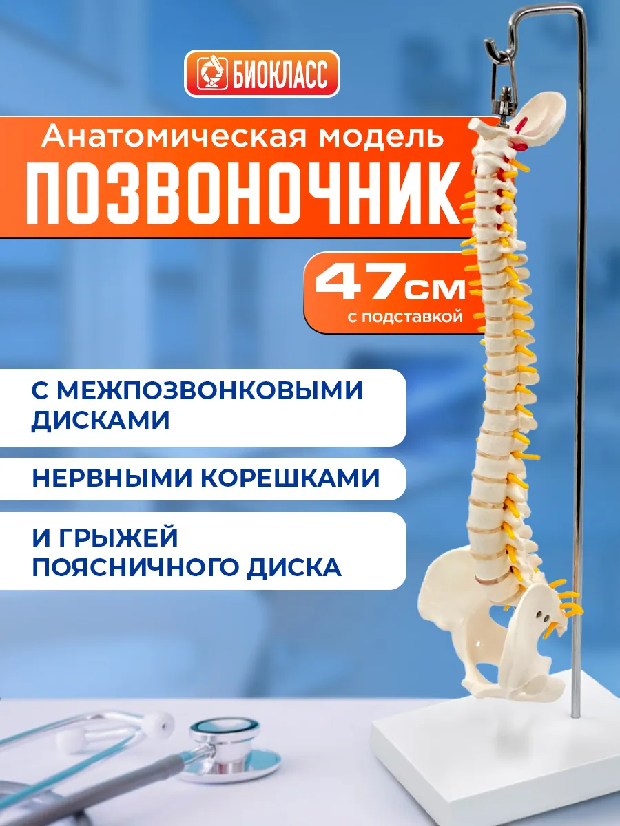 Модель позвоночника макет