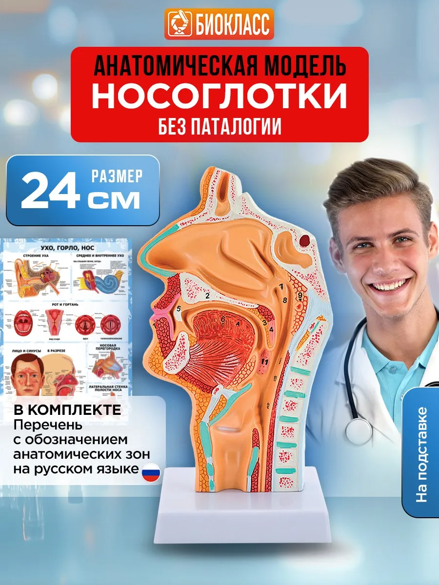 Анатомическая модель носа, гортани