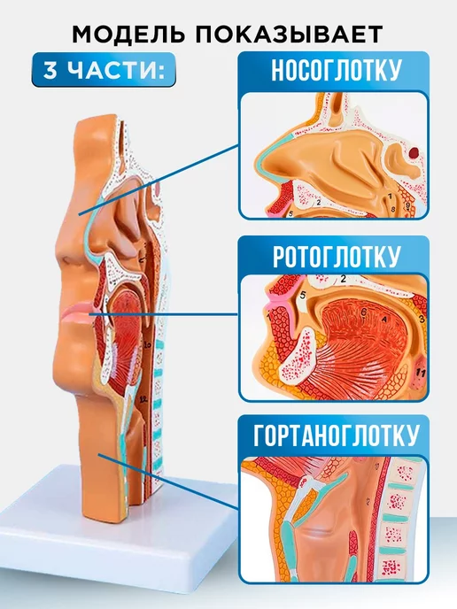 БИОКЛАСС Анатомическая модель носа, гортани, вариант, фото 2
