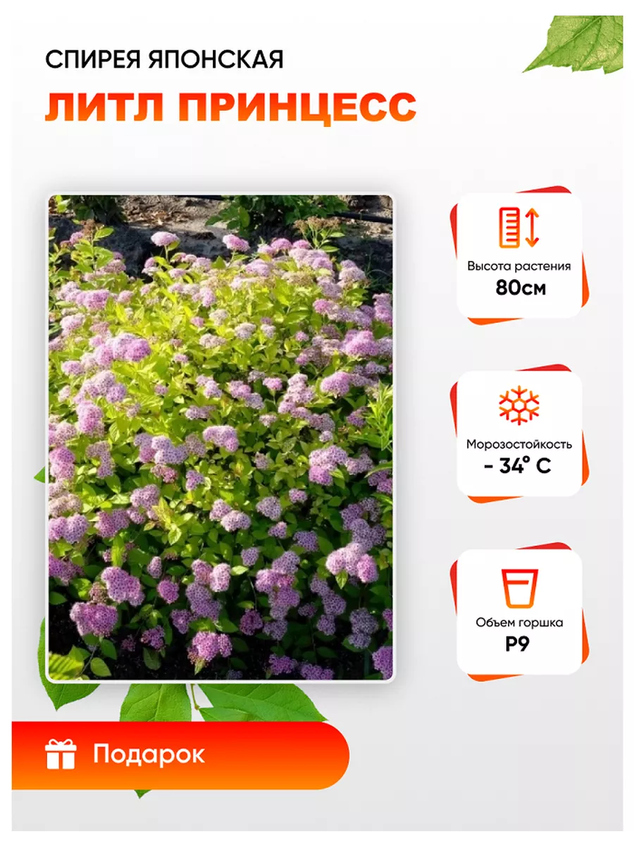 Спирея японская Литл...
