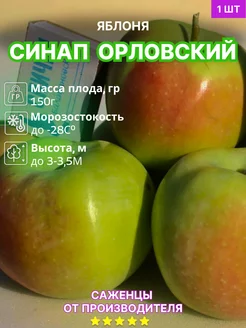 Яблоня Синап Орловский Сад Декор 252331209 купить за 410 ₽ в интернет-магазине Wildberries