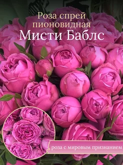 Роза спрей пионовидная Мисти Баблс Солнечный Сад 252449419 купить за 656 ₽ в интернет-магазине Wildberries