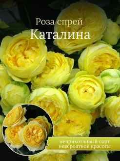 Роза спрей Каталина Солнечный Сад 252459165 купить за 650 ₽ в интернет-магазине Wildberries