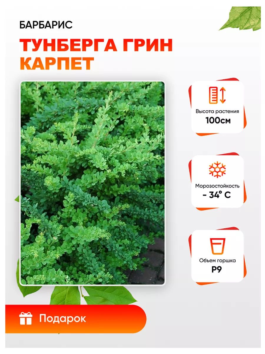 Барбарис Тунберга Грин...